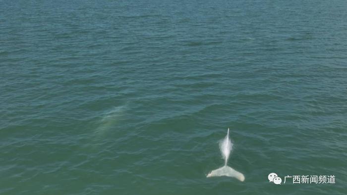 大场面！“海上大熊猫”在广西这片海域组团出没