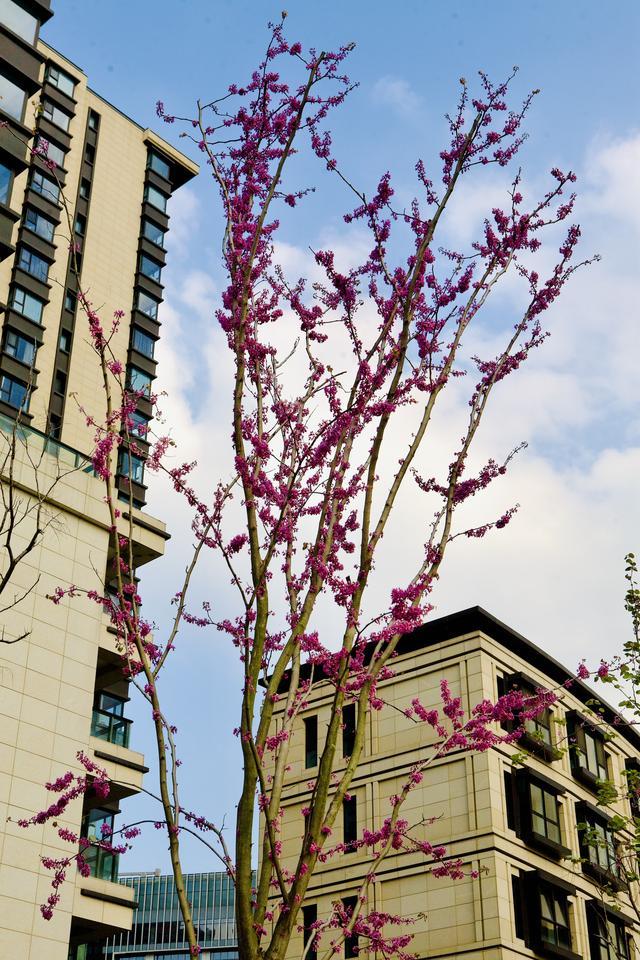 一步一景、处处可赏，静安区光复路入选上海市绿化特色道路