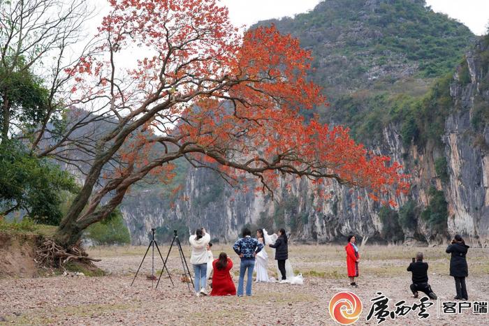 高清组图：赏叶胜地！说说桂林与乌桕的故事