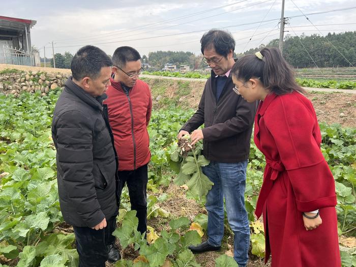 C视频·民情丨四川多地油菜根部长“瘤”，油菜第一省如何应对？