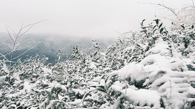 多图｜如约而至 重庆高海拔地区下雪了！