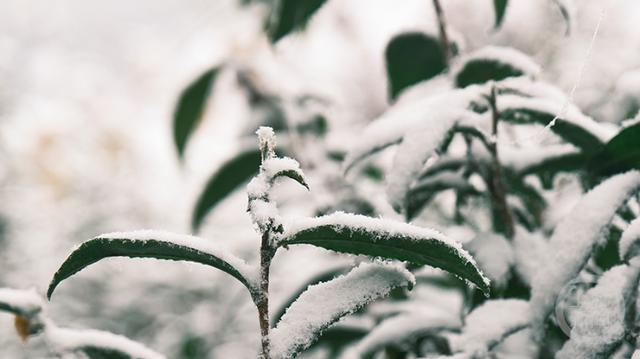 多图｜如约而至 重庆高海拔地区下雪了！