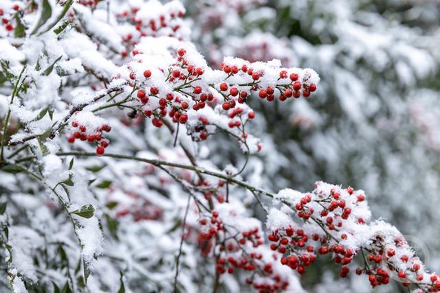 多图｜如约而至 重庆高海拔地区下雪了！