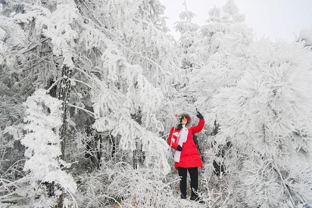 多图｜如约而至 重庆高海拔地区下雪了！