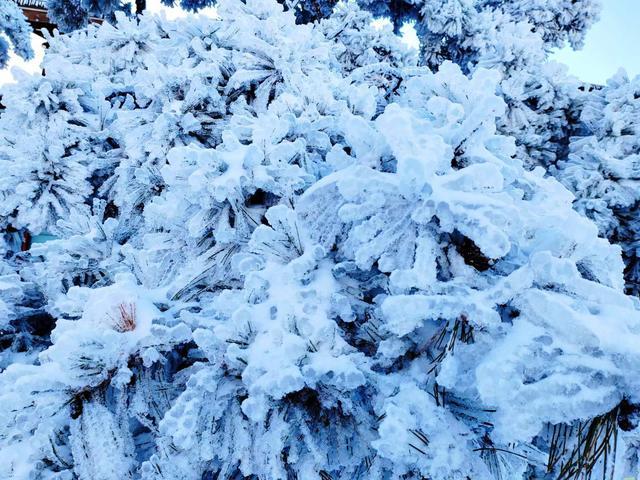 组图丨雪后跑马岭，在齐鲁雪乡沉浸式赏雪！