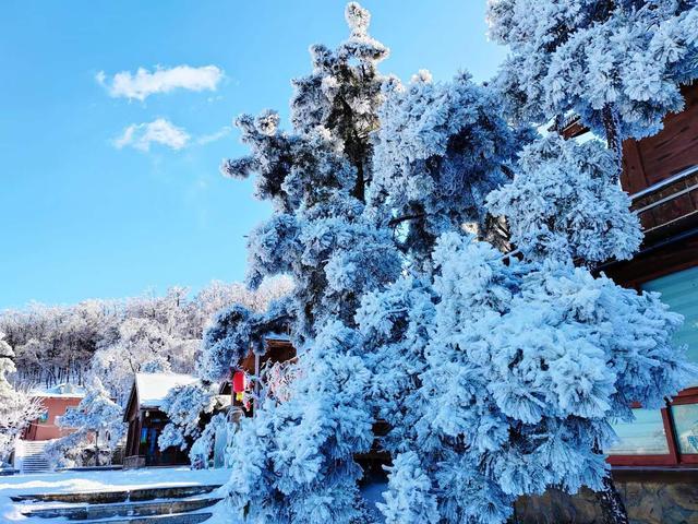 组图丨雪后跑马岭，在齐鲁雪乡沉浸式赏雪！