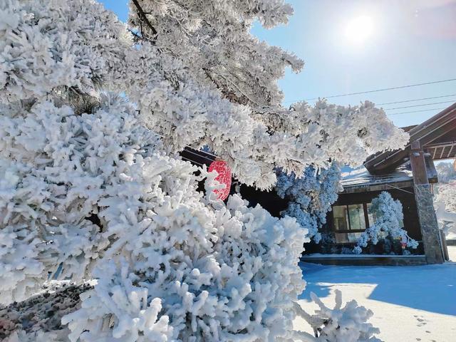 组图丨雪后跑马岭，在齐鲁雪乡沉浸式赏雪！