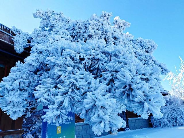 组图丨雪后跑马岭，在齐鲁雪乡沉浸式赏雪！