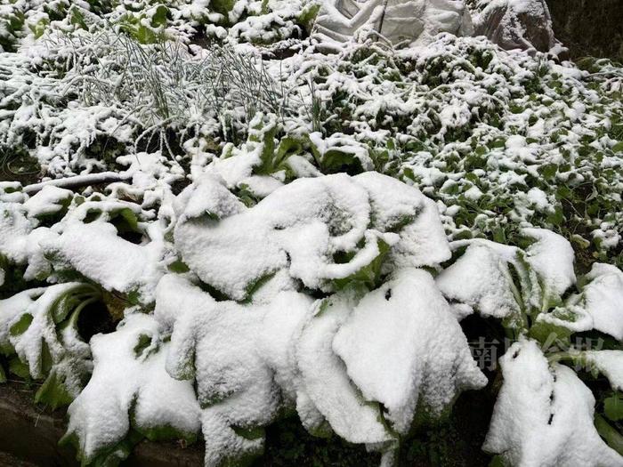 强寒潮来袭！柳州高寒山区下雪了！