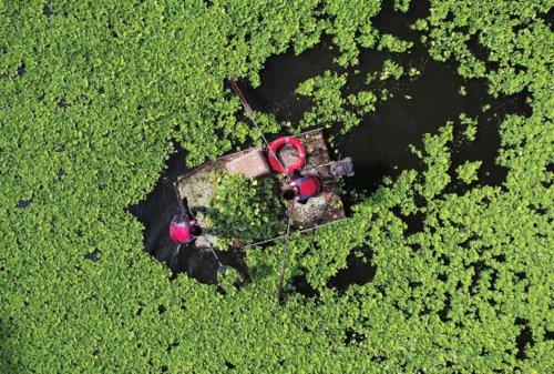 山东沂南：清理入侵水生植物，保护河道生态环境