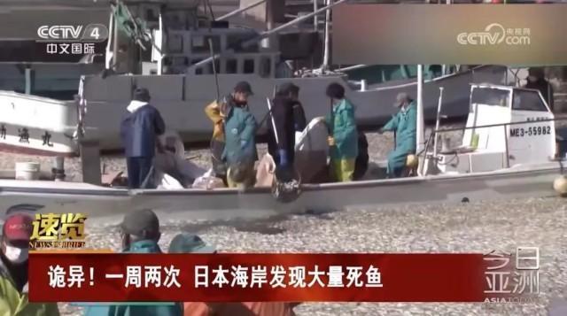 日本海岸连续出现大量死鱼，官员称与核污染水无关