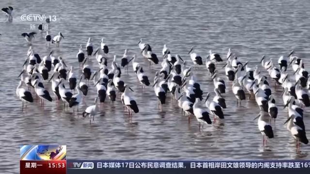 “鸟中国宝”东方白鹳首次飞抵云南剑湖湿地越冬