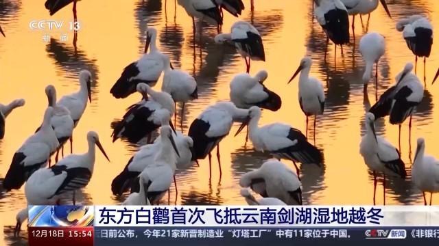 “鸟中国宝”东方白鹳首次飞抵云南剑湖湿地越冬