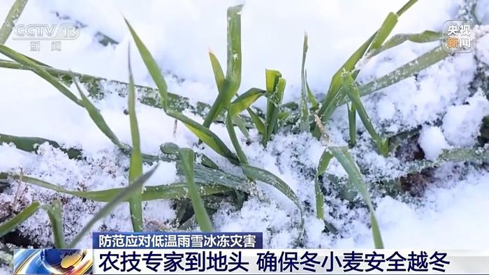 持续雨雪冰冻对农作物有何影响？多地发布防护措施→