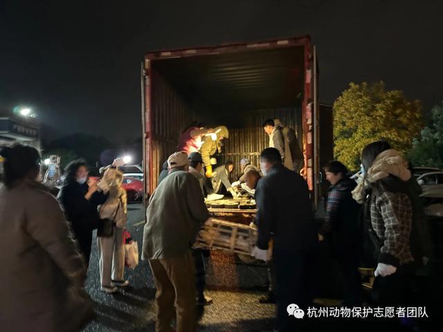 杭州警方拦截一货车，车上装着900多只猫和17条狗！为什么每年冬天都有运猫车被拦？