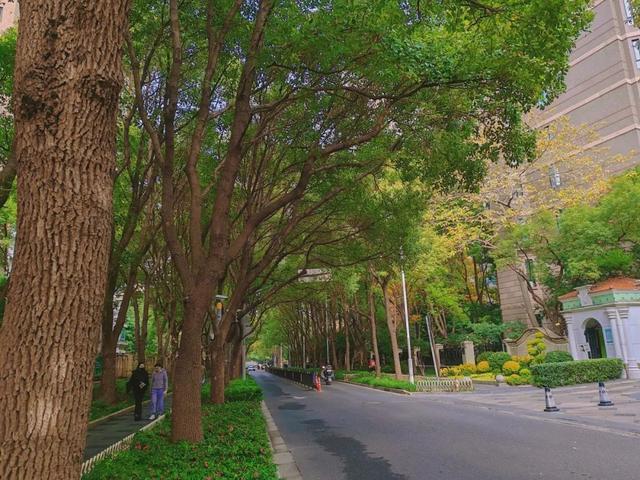 长宁这条路获评“上海市绿化特色道路”，快来看看有多美！
