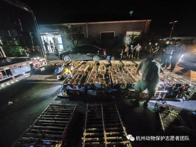 杭州警方拦截一货车，车上装着900多只猫和17条狗！为什么每年冬天都有运猫车被拦？