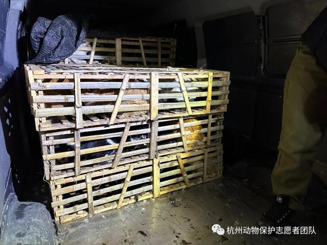 杭州警方拦截一货车，车上装着900多只猫和17条狗！为什么每年冬天都有运猫车被拦？