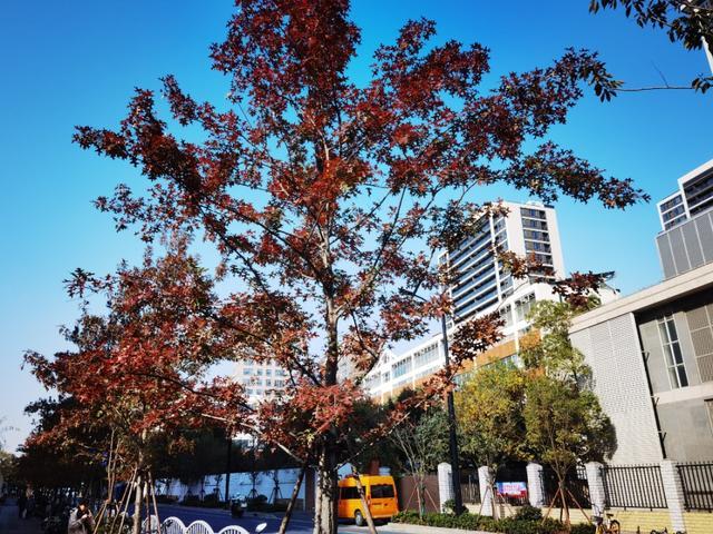 长宁这条路获评“上海市绿化特色道路”，快来看看有多美！