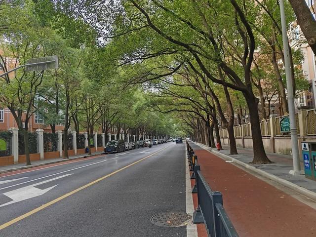 长宁这条路获评“上海市绿化特色道路”，快来看看有多美！