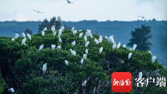 临高新盈红树林国家湿地公园里鹭鸟齐飞美如画