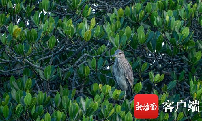 临高新盈红树林国家湿地公园里鹭鸟齐飞美如画