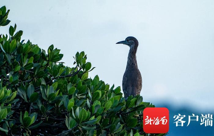 临高新盈红树林国家湿地公园里鹭鸟齐飞美如画