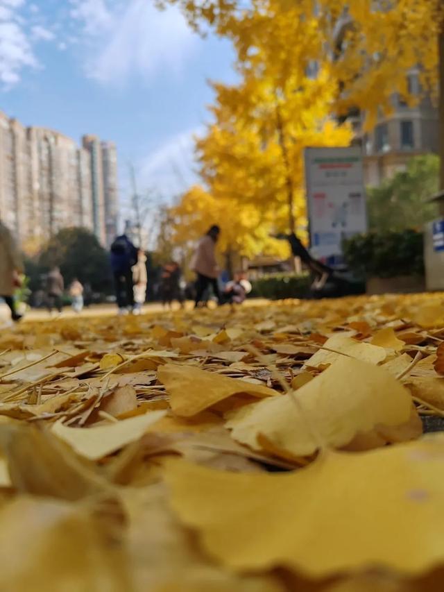 长宁这条路获评“上海市绿化特色道路”，快来看看有多美！