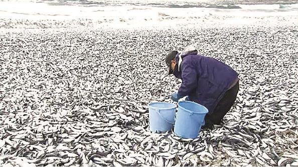 日本海岸一周两现“死鱼潮”