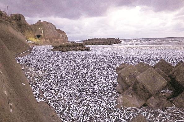 日本海岸一周两现“死鱼潮”