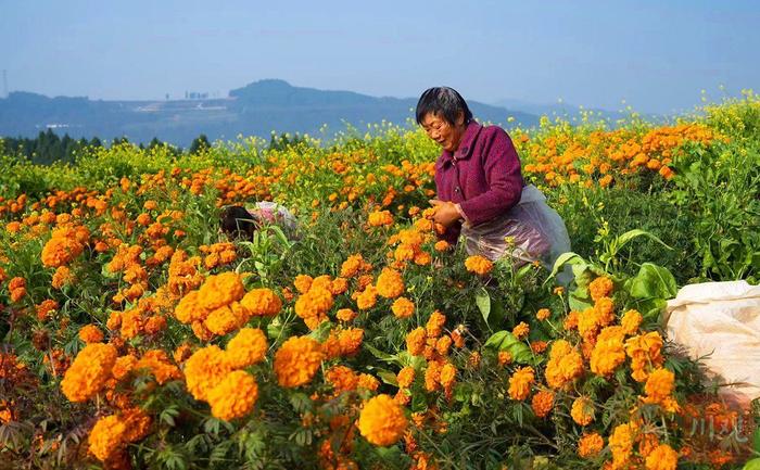 C视觉|德阳：山村开出致富花