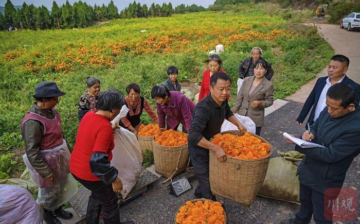 C视觉|德阳：山村开出致富花