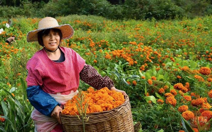 C视觉|德阳：山村开出致富花