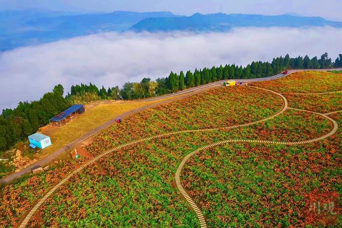 C视觉|德阳：山村开出致富花