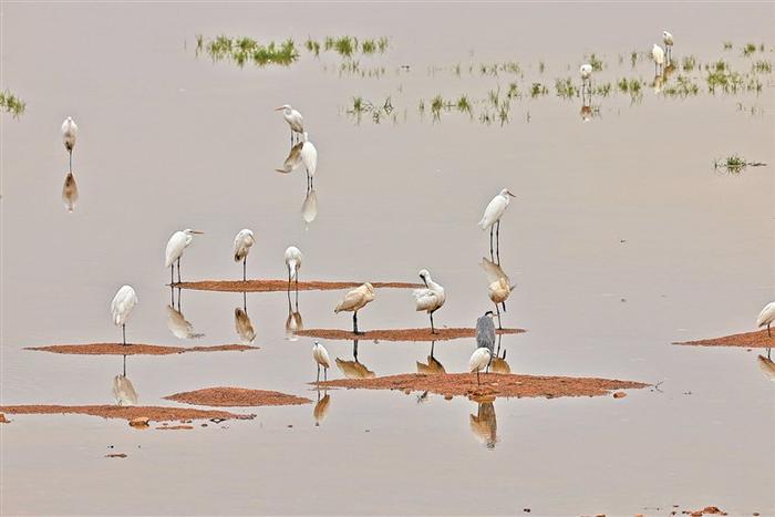 石岩湿地公园迎来“稀客”黑脸琵鹭 系深圳内陆湿地公园首次记录 同时发现白琵鹭种群