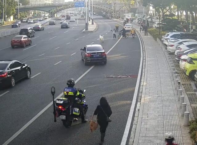 长沙湘江大道惊现“逃跑”羊驼，一路狂奔，还调皮吐口水