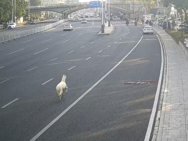 长沙湘江大道惊现“逃跑”羊驼，一路狂奔，还调皮吐口水