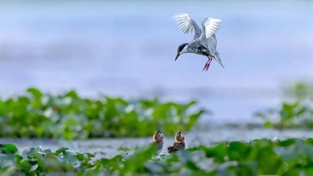 治愈系美图来袭！“凌波仙子”水雉、须浮鸥出镜，看生态摄影爱好者镜头下的大美元荡~