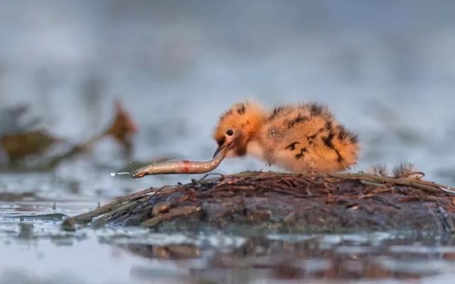 治愈系美图来袭！“凌波仙子”水雉、须浮鸥出镜，看生态摄影爱好者镜头下的大美元荡~