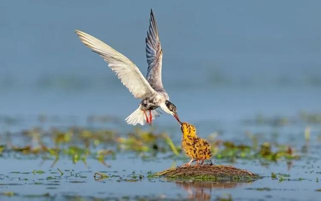 治愈系美图来袭！“凌波仙子”水雉、须浮鸥出镜，看生态摄影爱好者镜头下的大美元荡~