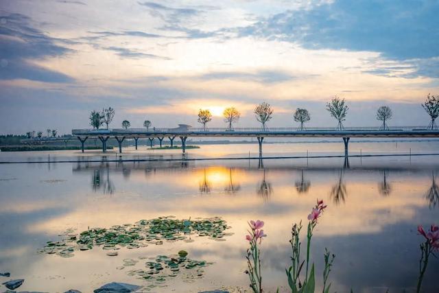 治愈系美图来袭！“凌波仙子”水雉、须浮鸥出镜，看生态摄影爱好者镜头下的大美元荡~