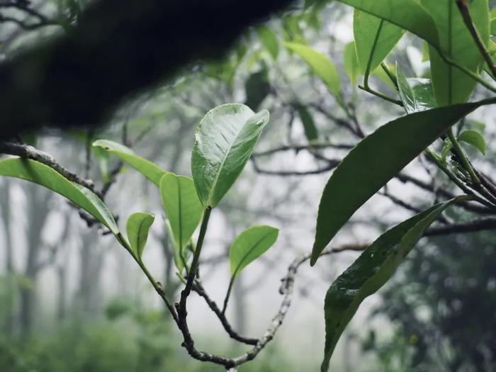 速抢，手慢无！刚拿下五个奖的「茶中香水」来了，赛级品质闭眼入