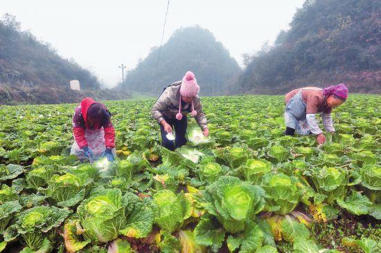 云南：冬早蔬菜上市 畅销全国市场