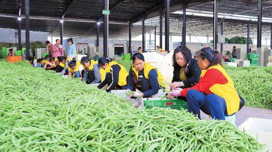 云南：冬早蔬菜上市 畅销全国市场