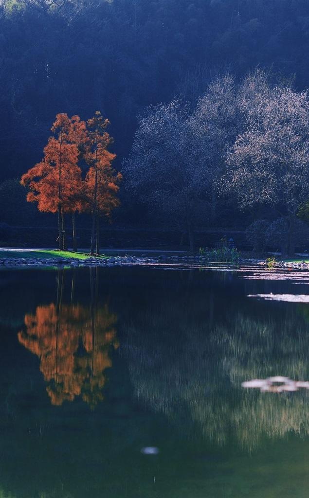 辰山植物园初冬美景正当时 油画配色自然天成