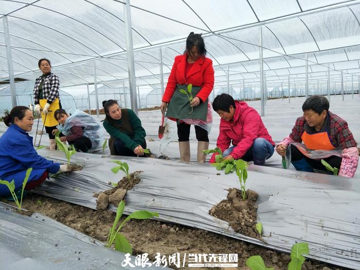 【高质量发展蹲点调研采访】“强村富民”绘新景｜碧江区和平乡特色产业发展观察