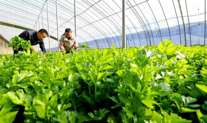 （组图）甘肃甘州：隆冬时节采摘蔬菜供市场