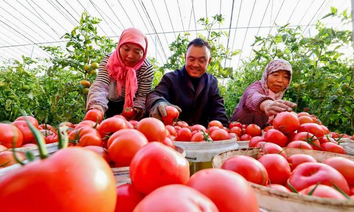 （组图）甘肃甘州：隆冬时节采摘蔬菜供市场