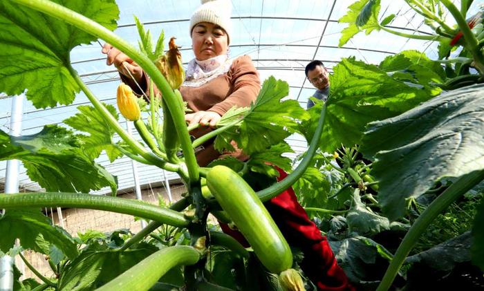 （组图）甘肃甘州：隆冬时节采摘蔬菜供市场