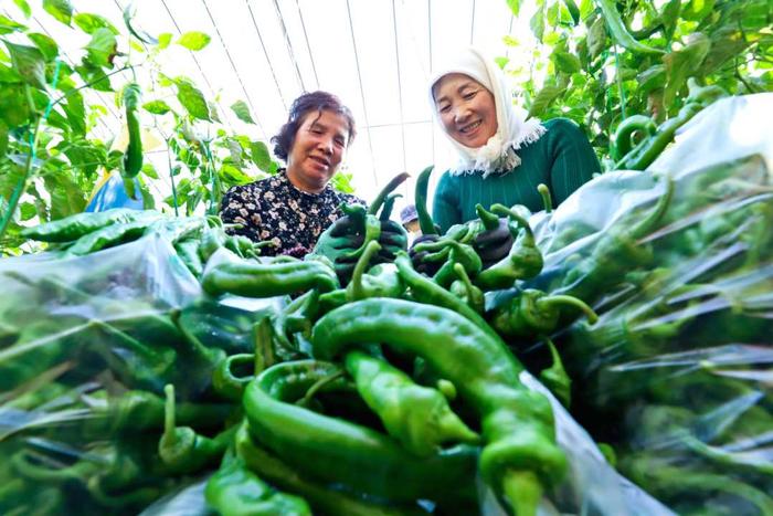 （组图）甘肃甘州：隆冬时节采摘蔬菜供市场